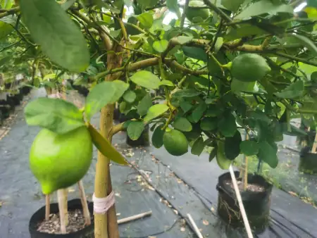 盆栽怎么养才能长得好 最容易养活的室内室外植物推荐(室内盆栽怎么养活)